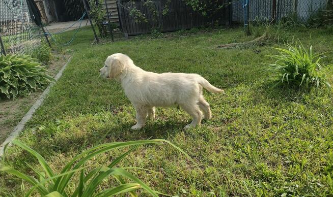 Golden Retriever szczeniaki ZKwp