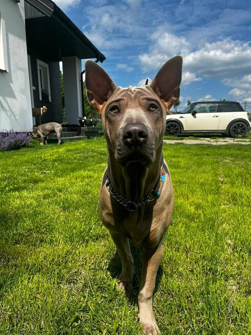 Thai Ridgeback Dog - Dog Thajski