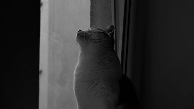 Usługi fotografii i filmowania/ nieruchomości, eventy itp.