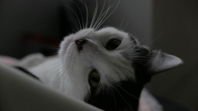 Usługi fotografii i filmowania/ nieruchomości, eventy itp.