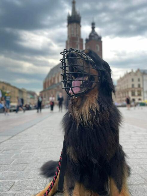 Certyfikowany trener psów