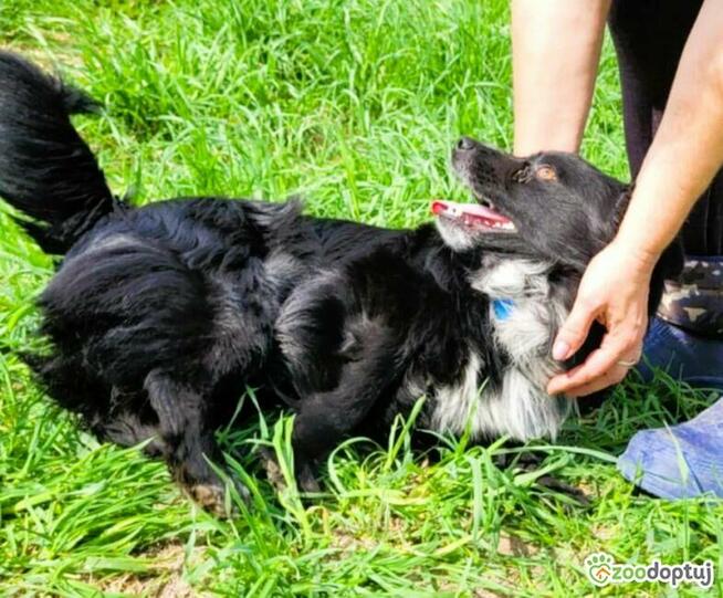 KUBUŚ - zaniedbany, kochany pro ludzki psiak do adopcji