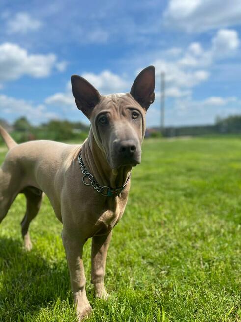 Thai Ridgeback Dog - Dog Thajski