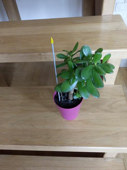 Flebodium szaro-niebieskie i ...