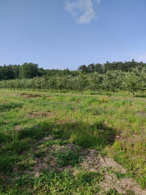 Działka rolna przy lesie, blisko Grójec