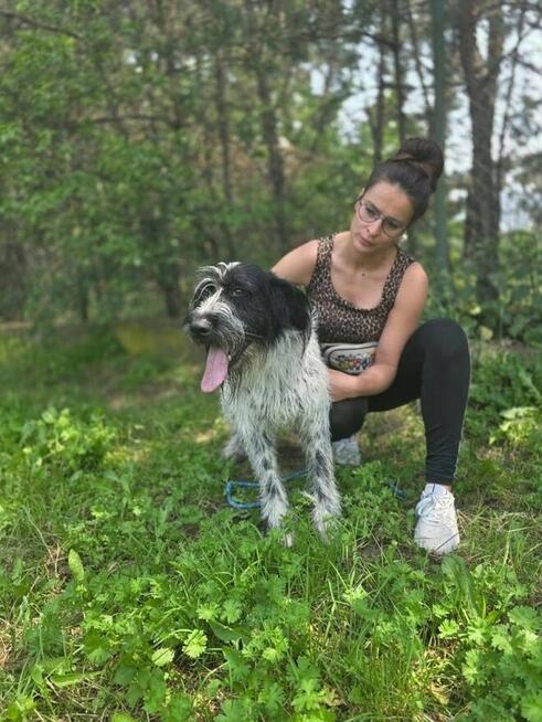 Ares-czarno biały pies w typie wyżła do świadomej adopcji