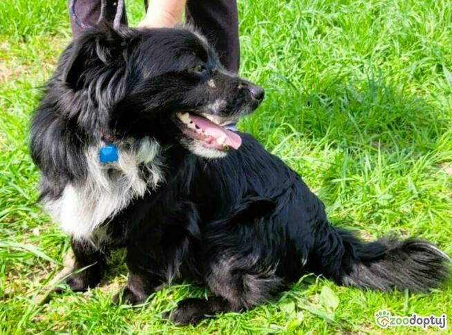 KUBUŚ - zaniedbany, kochany pro ludzki psiak do adopcji