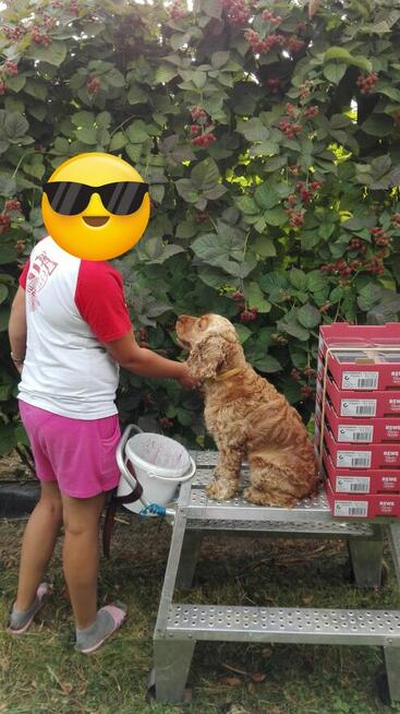 Dam Pracę przy zbiorze Jerzyn bez kolcowych w Niemczech