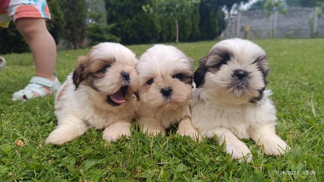 Szczeniaki shih tzu