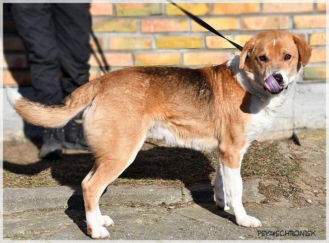 Niuniek – kochany, idealny psiak jak z kreskówki