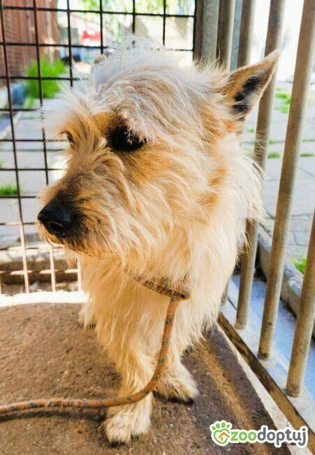 FIKUŚ - mały, delikatny psiak w schronisku, ADOPTUJ