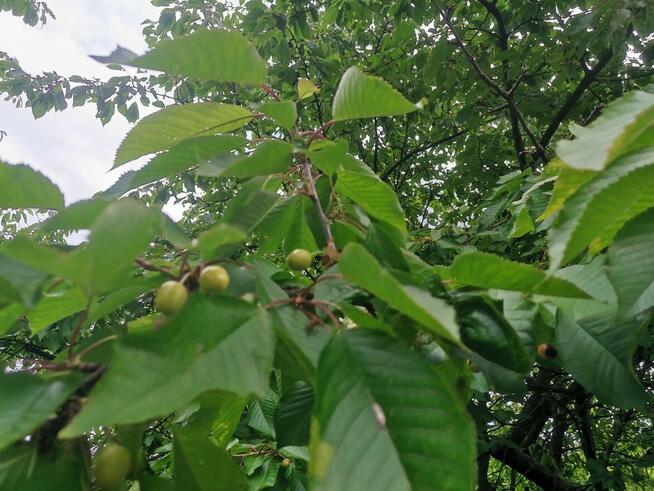 Odstąpię prawo do działki