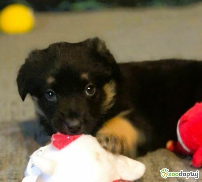 PIXEL - super szczeniak szuka najlepszego domu