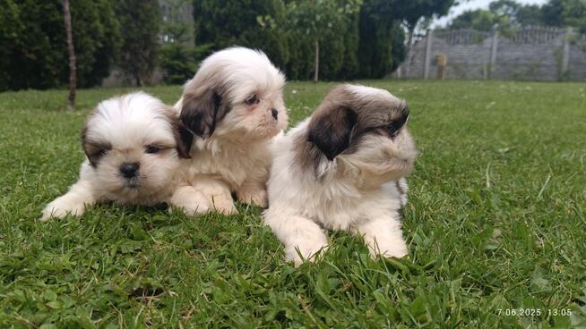 Szczeniaki shih tzu
