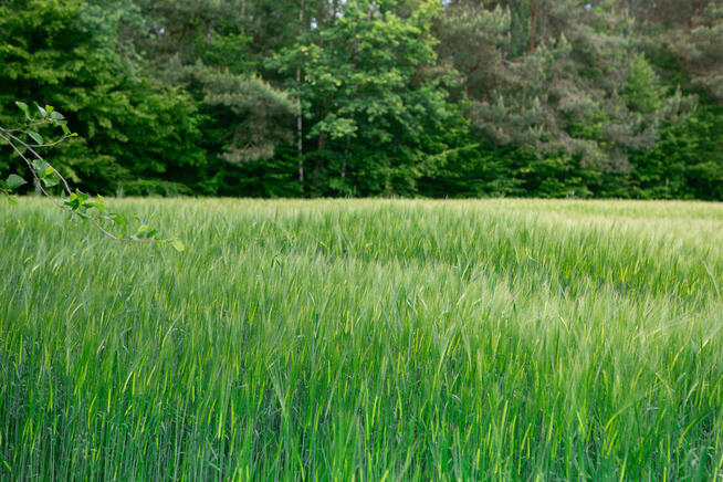 Na sprzedaż: działka 79 arów- Domosławice