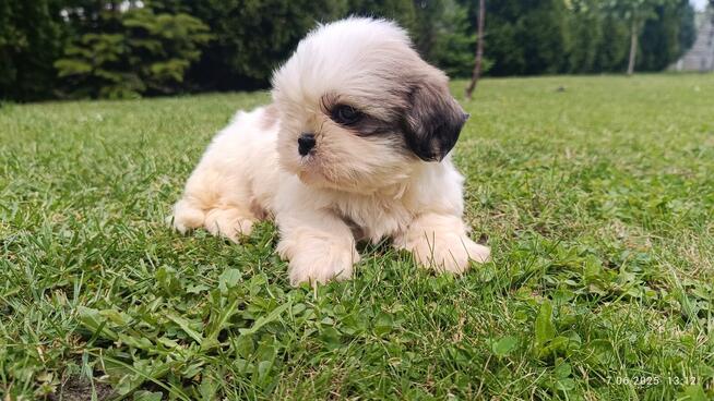 Szczeniaki shih tzu