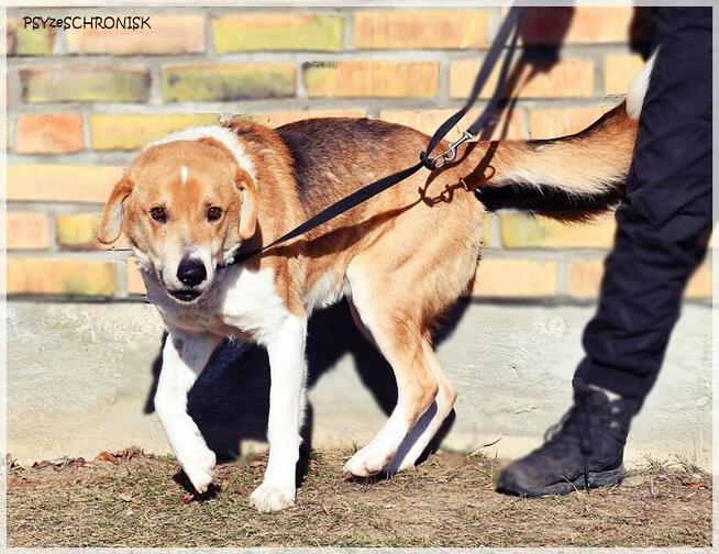 Niuniek – kochany, idealny psiak jak z kreskówki