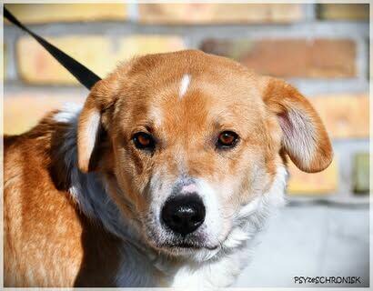 Niuniek – kochany, idealny psiak jak z kreskówki