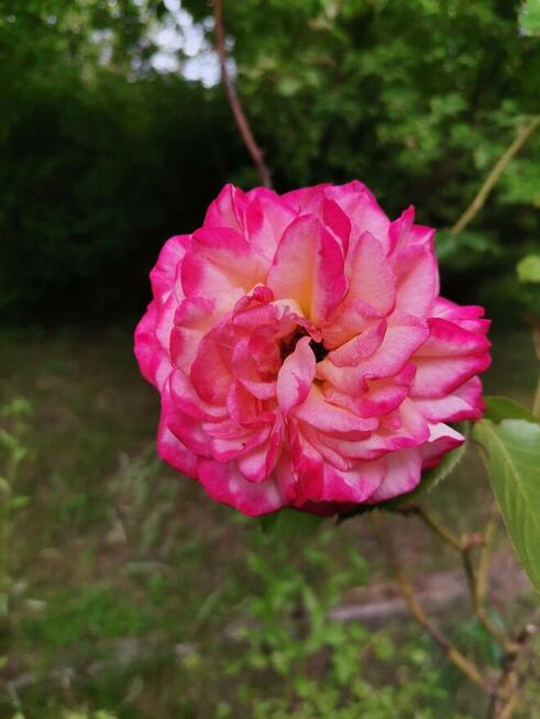 Odstąpię prawo do działki