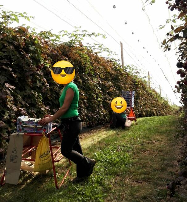 Dam Pracę przy zbiorze Jerzyn bez kolcowych w Niemczech