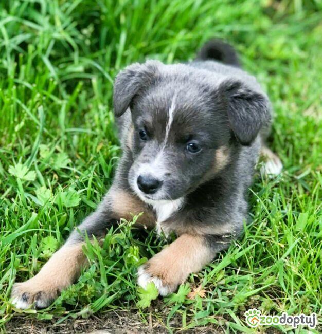 ROSI - super szczeniaczka szuka domu