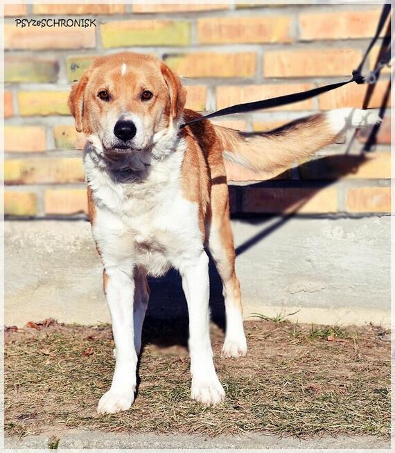 Niuniek – kochany, idealny psiak jak z kreskówki