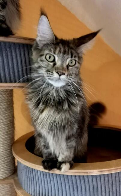 Kotka Maine Coon