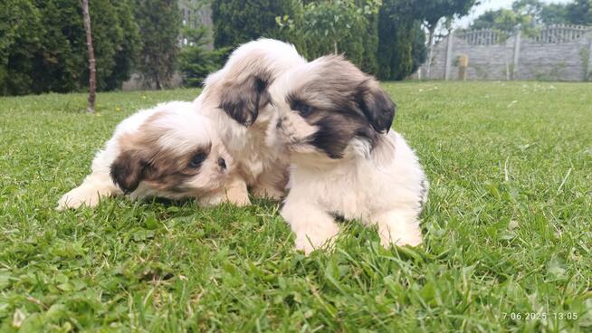 Szczeniaki shih tzu