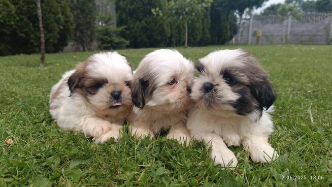 Szczeniaki shih tzu