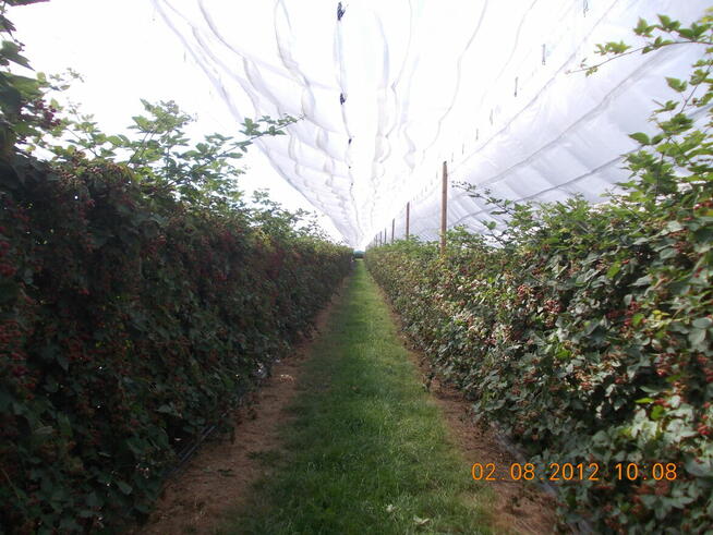 Dam Pracę przy zbiorze Jerzyn bez kolcowych w Niemczech