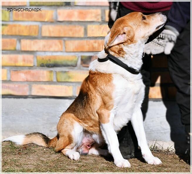 Niuniek – kochany, idealny psiak jak z kreskówki