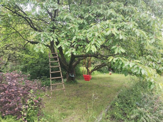 Odstąpię prawo do działki