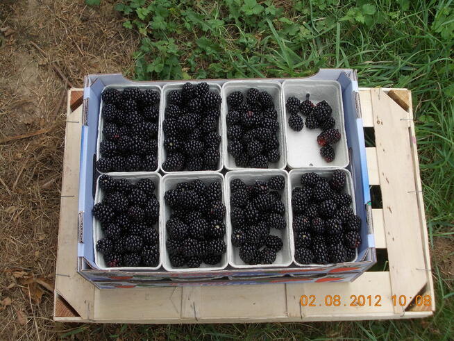 Dam Pracę przy zbiorze Jerzyn bez kolcowych w Niemczech