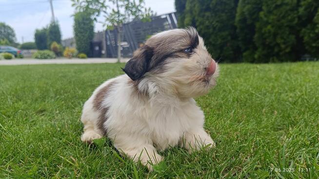 Szczeniaki shih tzu