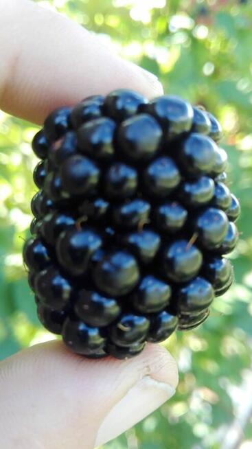 Dam Pracę przy zbiorze Jerzyn bez kolcowych w Niemczech