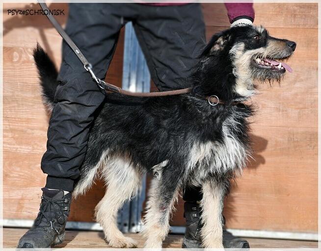 Rumcajs – radosny psiak szuka równie aktywnej rodziny