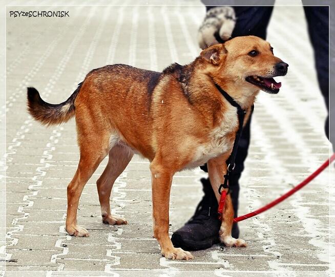 Śliniak –chciałby cieszyć się z życia obok swojego człowieka