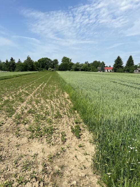 Działka budowlana Wola Przemykowska gm. Szczurowa