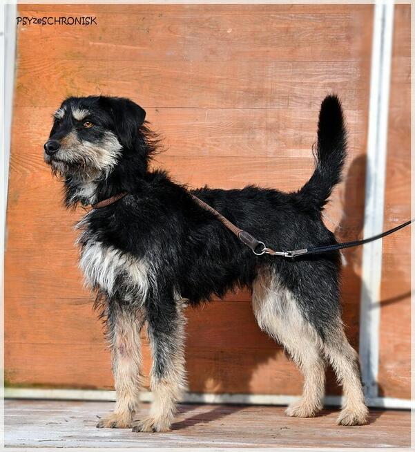 Rumcajs – radosny psiak szuka równie aktywnej rodziny