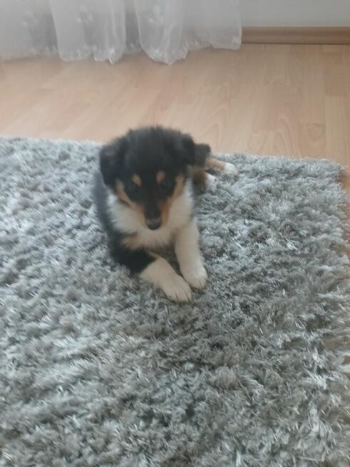 Szczeniaki owczarka szkockiego - collie szukają nowego domu