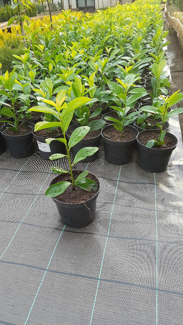 Laurowiśnia wschodnia NOVITA, CAUCASICA 20-100cm.