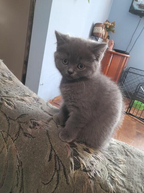 Kotka Brytyjska niebieska