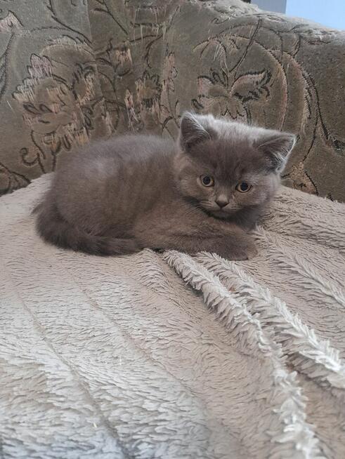 Kotka Brytyjska niebieska