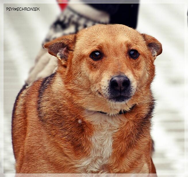 Śliniak –chciałby cieszyć się z życia obok swojego człowieka