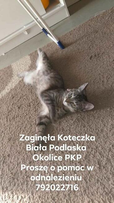 Zaginęła Koteczka Biała Podlaska