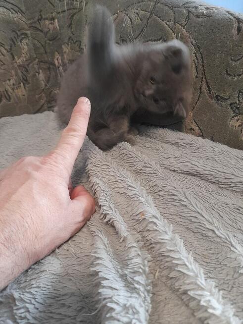 Kotka Brytyjska niebieska