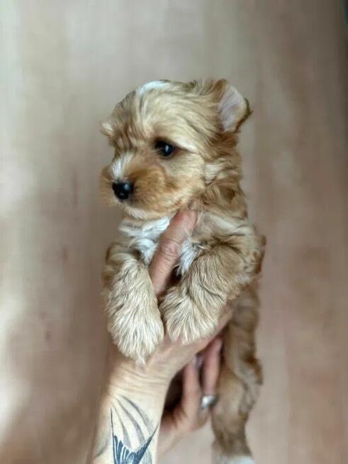 Golddust Yorkshire Terrier