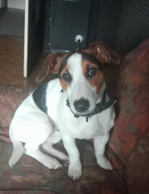 Jack Russel Terrier Reproduktor