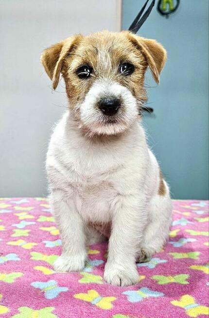 Jack Russell Terrier FCI ZKWP suczka piesek