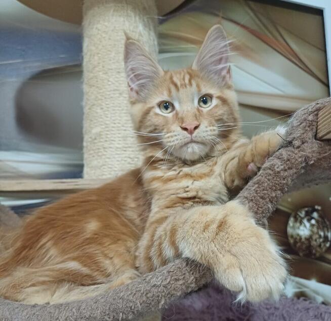 Maine Coon kocurek Rodowód FPL